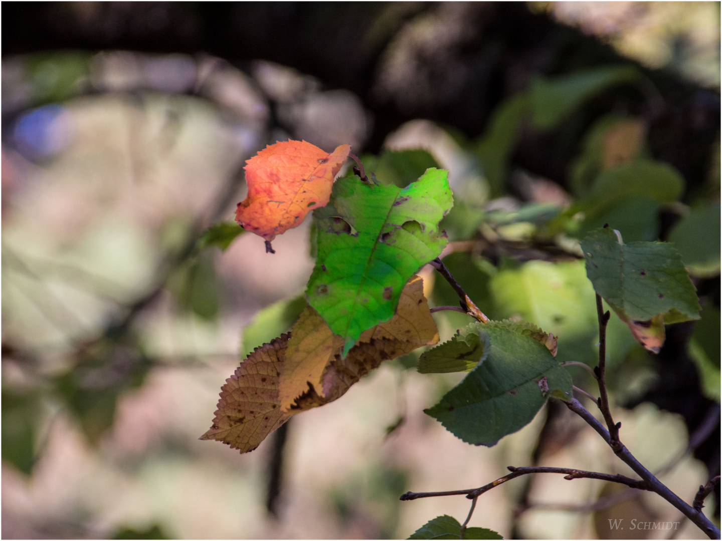 herbstlich gefärbte Natur