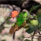 herbstlich gefärbte Natur