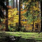 Herbstlich gefärbter Wald