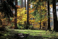 Herbstlich gefärbter Wald