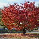 herbstlich gekleidet