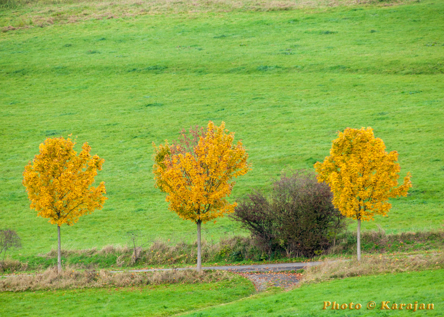 Herbstlich Gelb