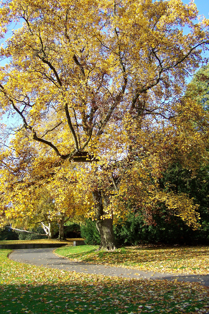 herbstlich Gelb!