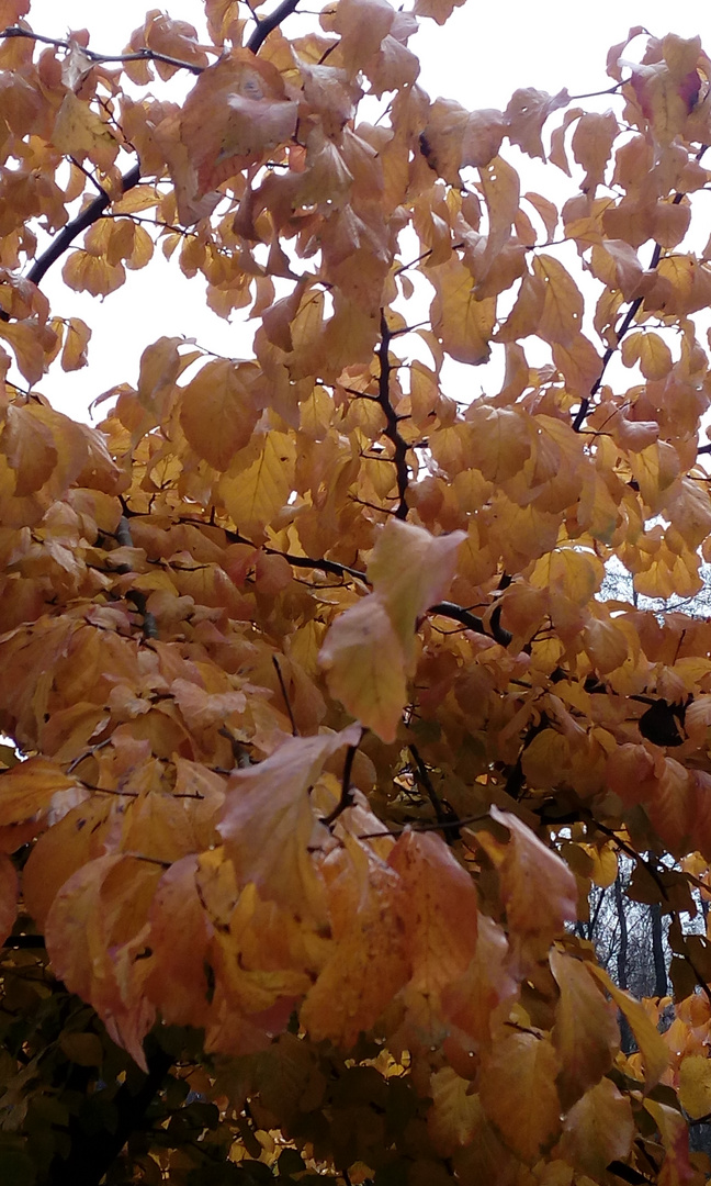 Herbstlich gelbe Blätter
