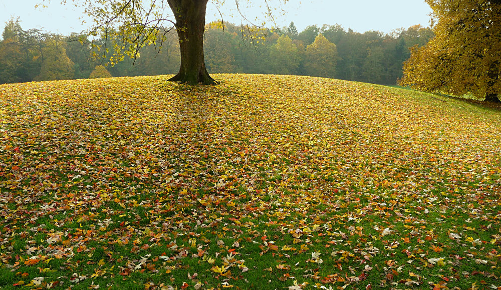 Herbstlich gemusterter Laubteppich