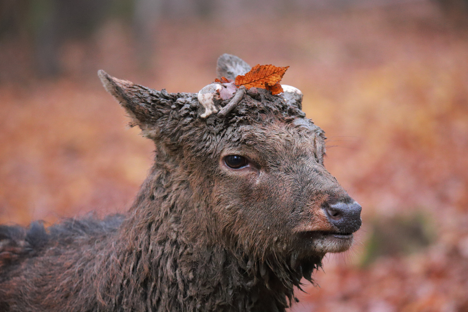 Herbstlich geschmückt