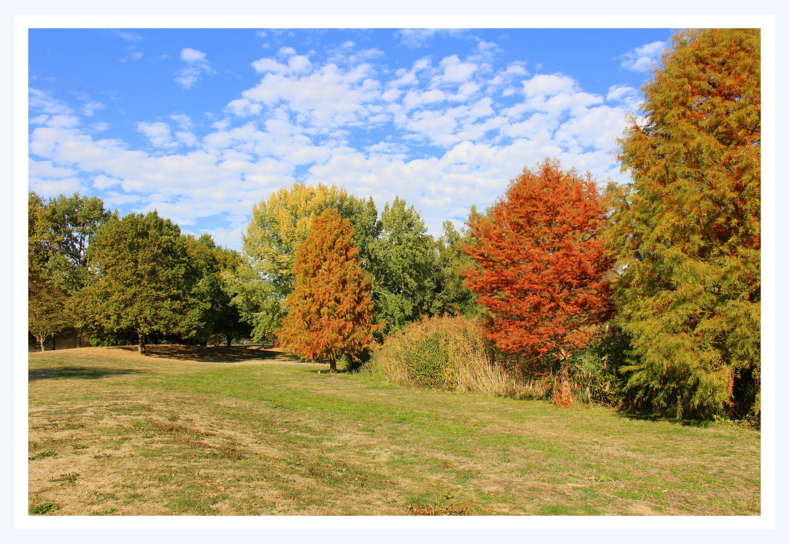 Herbstlich geschmückte Bäume im Park