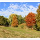  Herbstlich geschmückte Bäume im Park