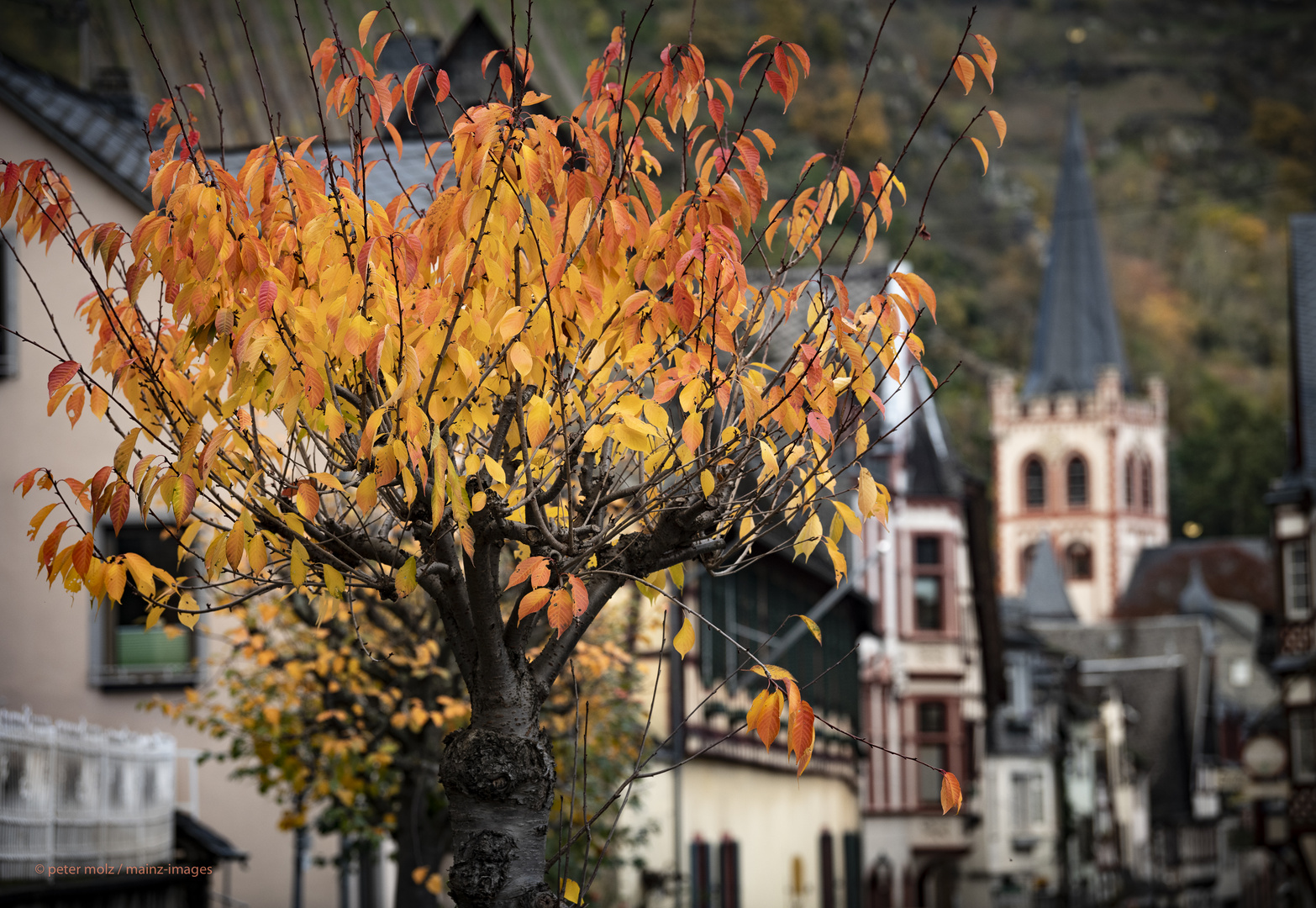 Herbstlich geschmückter Baum | Bacharach, Mittelrheintal