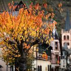 Herbstlich geschmückter Baum | Bacharach, Mittelrheintal