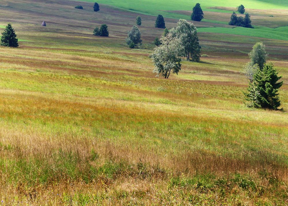 Herbstlich gestreift