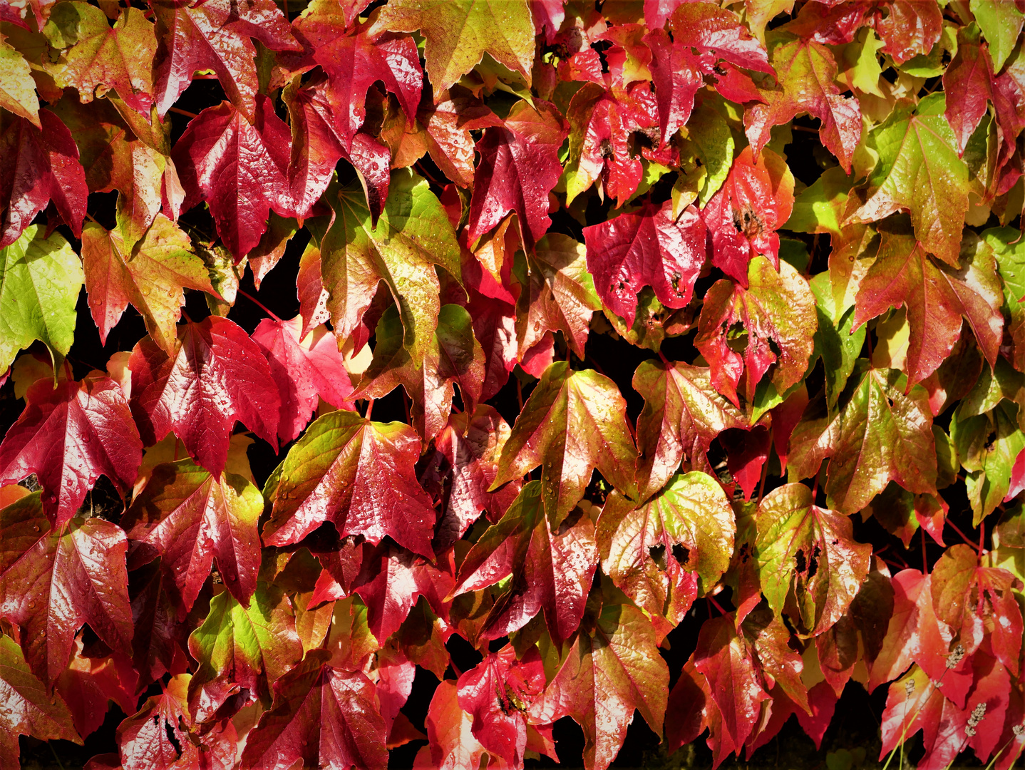 Herbstlich-glänzendes Weinlaub im Sonnenschein