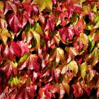 Herbstlich-glänzendes Weinlaub im Sonnenschein