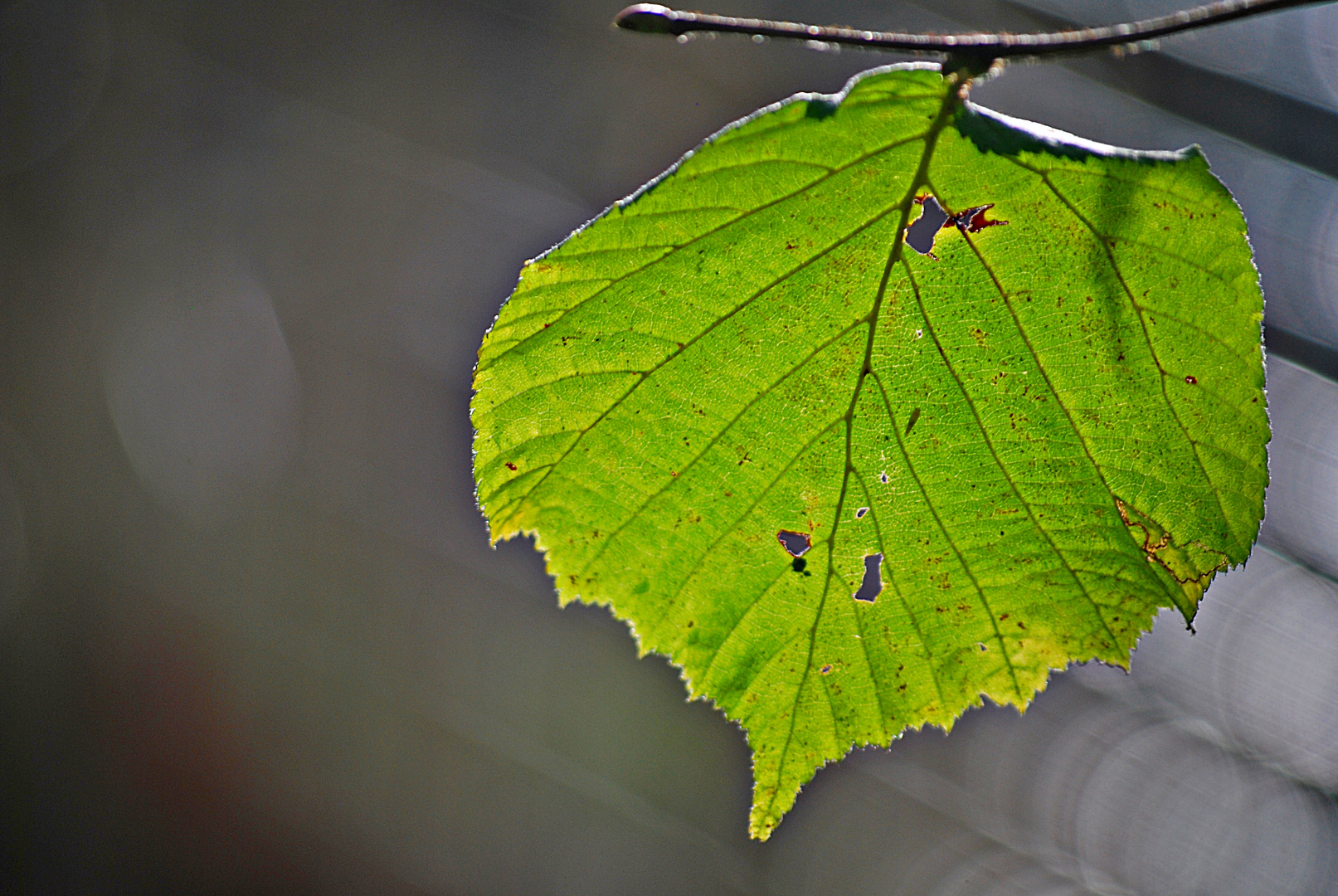 herbstlich grün...