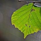 herbstlich grün...