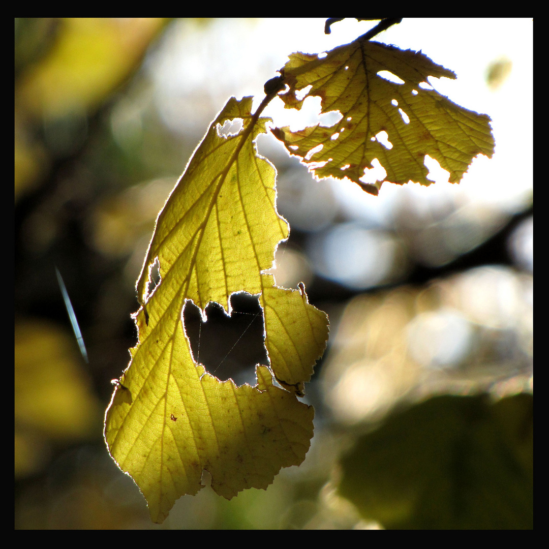 Herbstlich Herbstloch