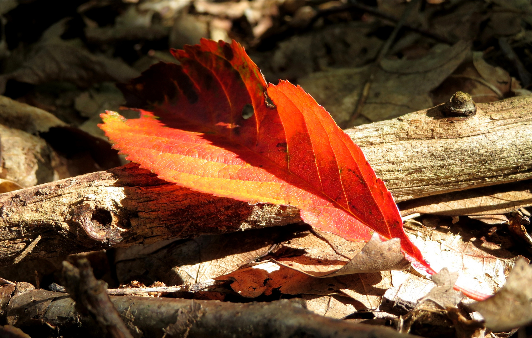 Herbstlich herrlich