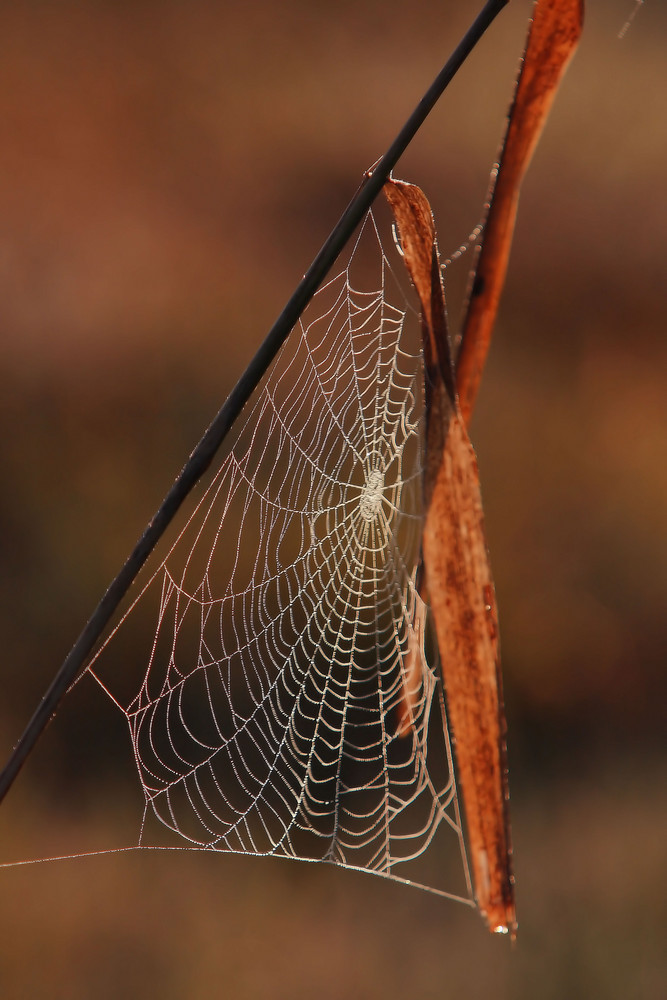 herbstlich II