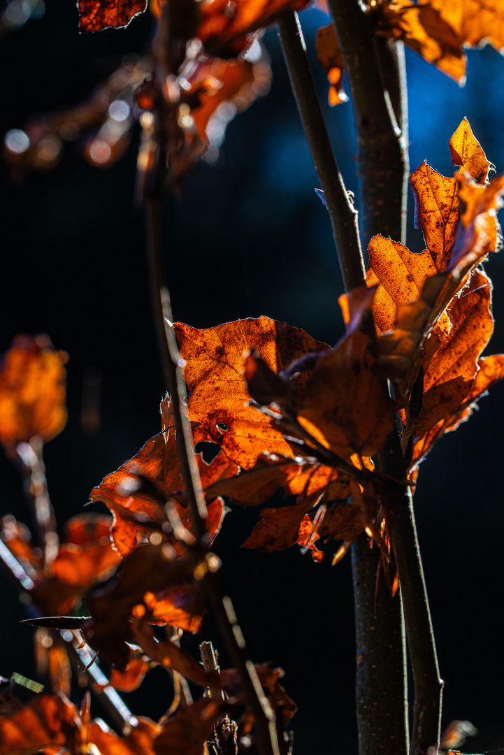 Herbstlich im Detail 