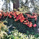 Herbstlich im Herbstlicht  Ellwangen