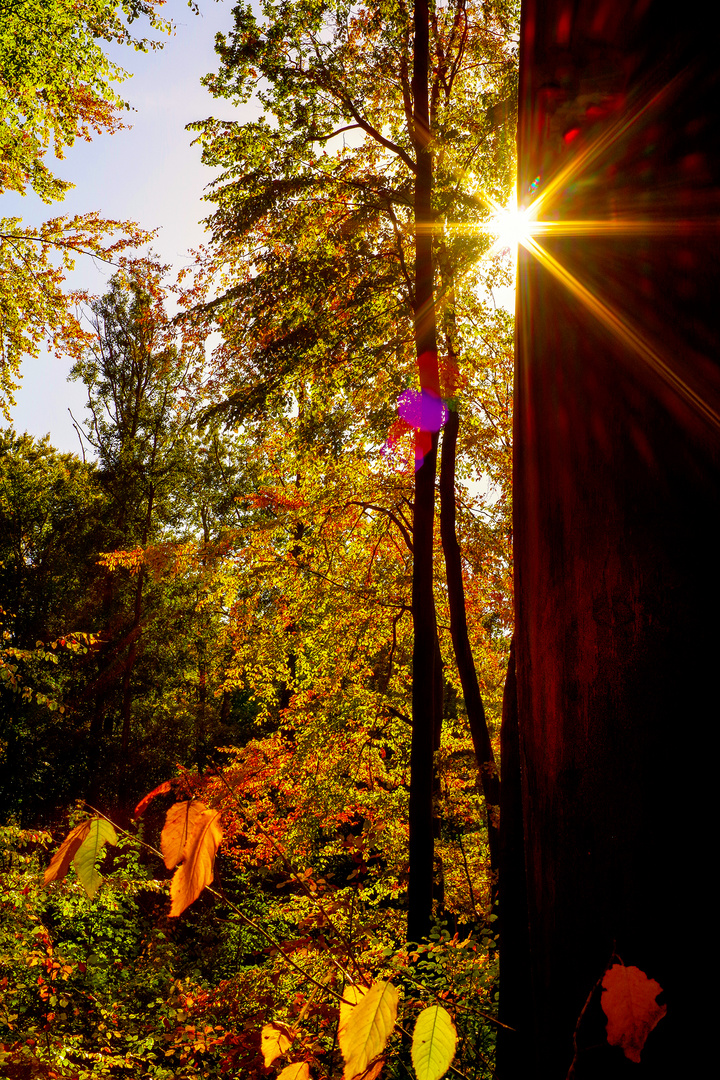 Herbstlich im Stadtwald