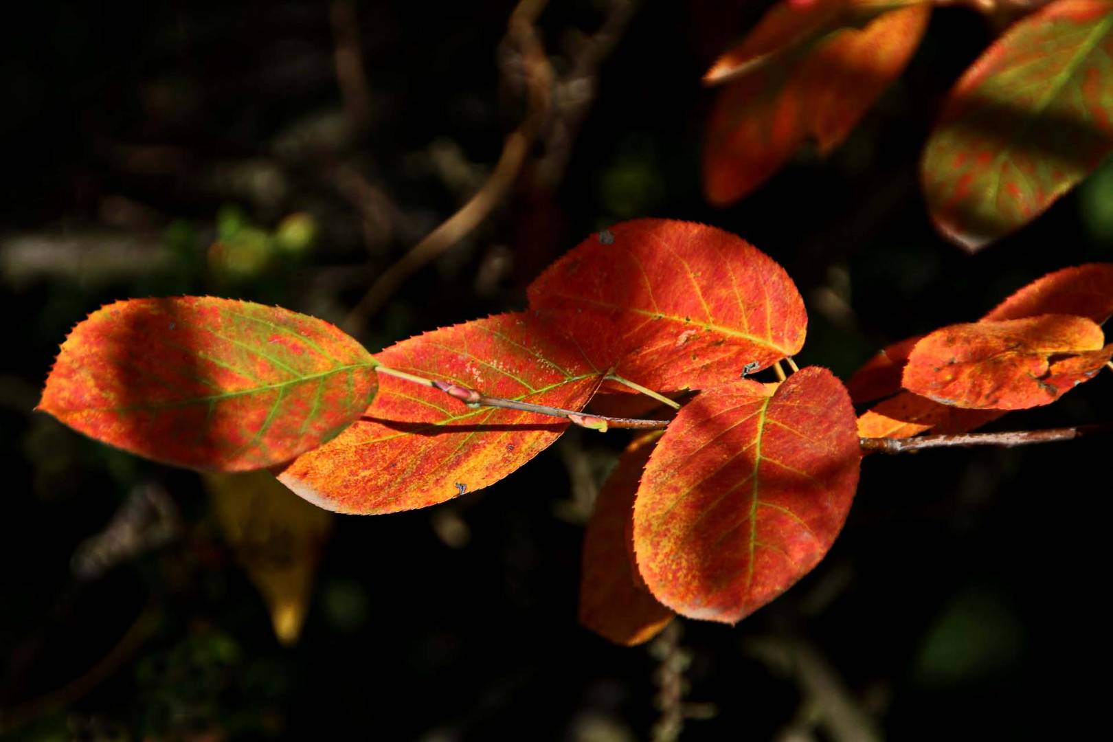 herbstlich leuchtend