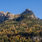  herbstlich leuchtend der Wald