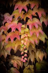 Herbstlich leuchtend gefärbte dreispitzige Jungfernrebe | Mainz
