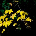 Herbstlich leuchtende Ahornblätter