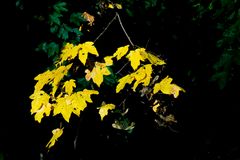 Herbstlich leuchtende Ahornblätter