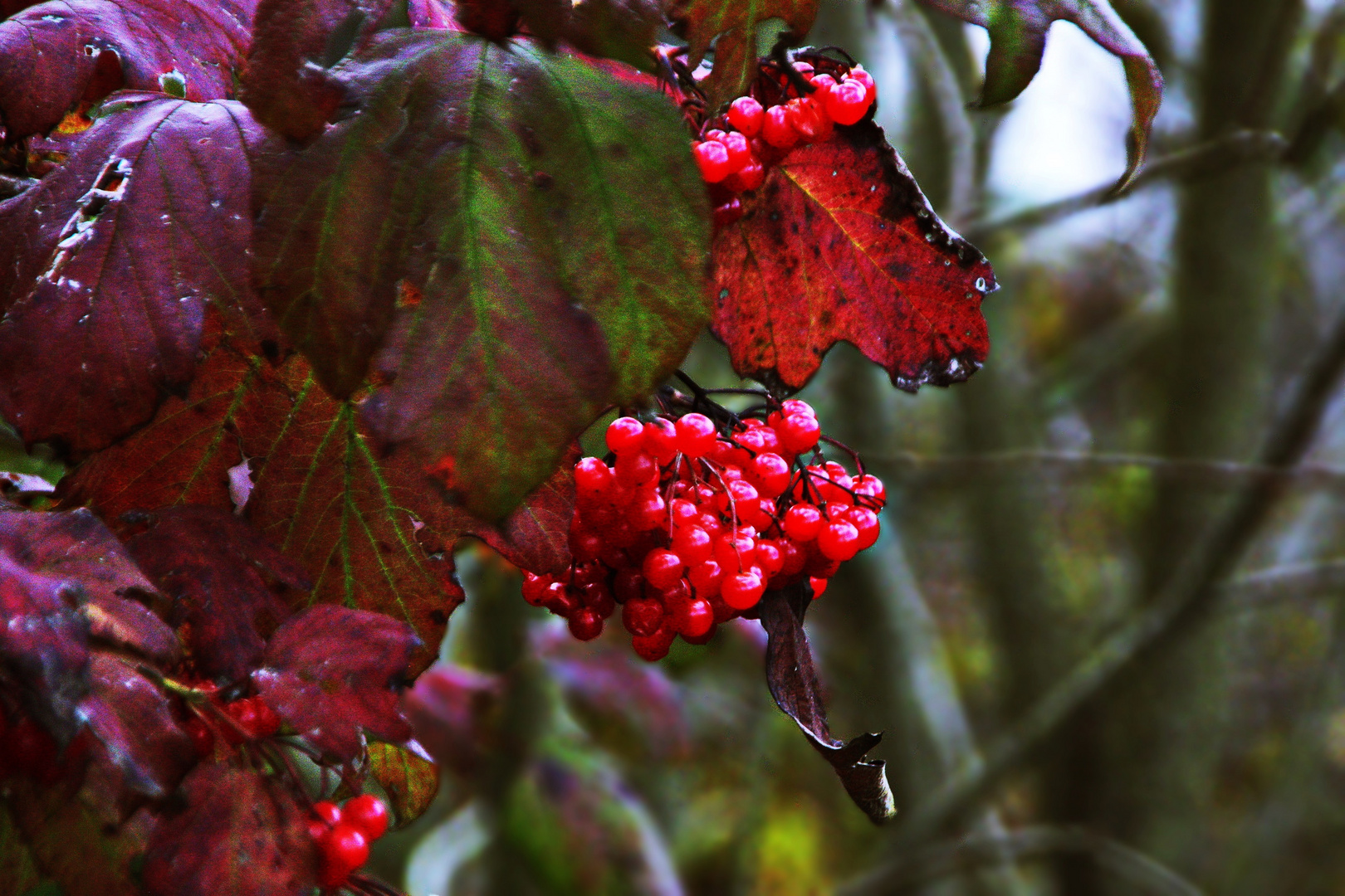 herbstlich leuchtende Beeren