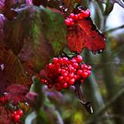 herbstlich leuchtende Beeren