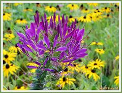 Herbstlich-leuchtende Blumenwiese