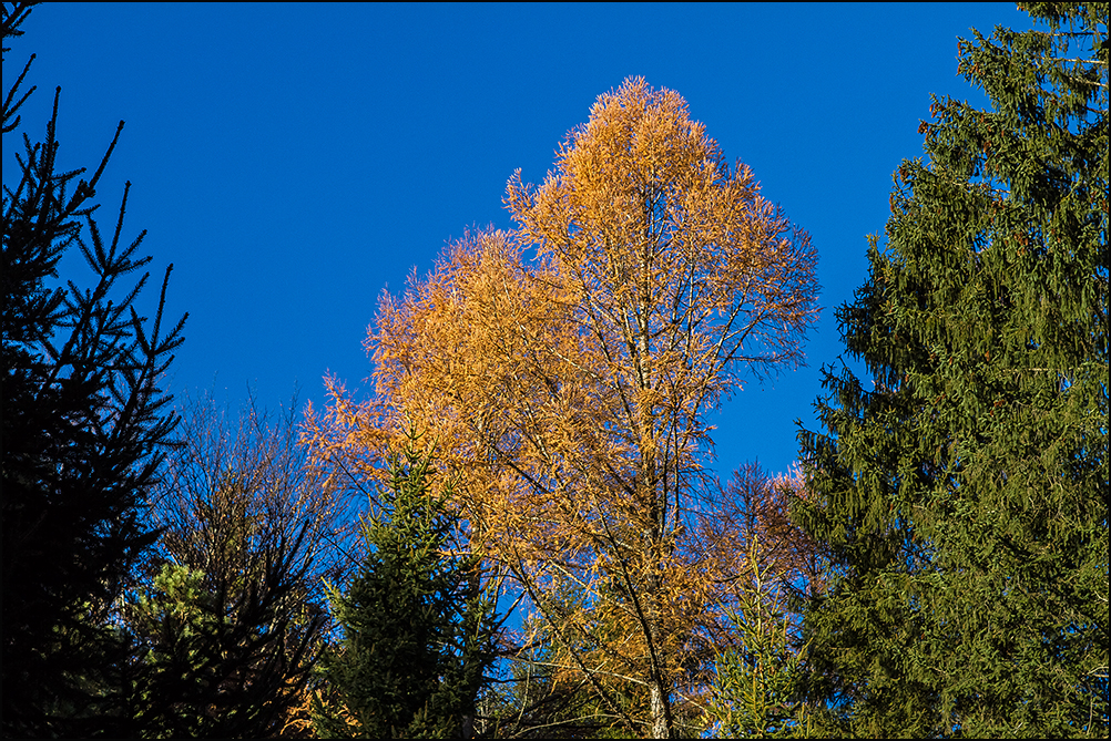 herbstlich leuchtende Lärche