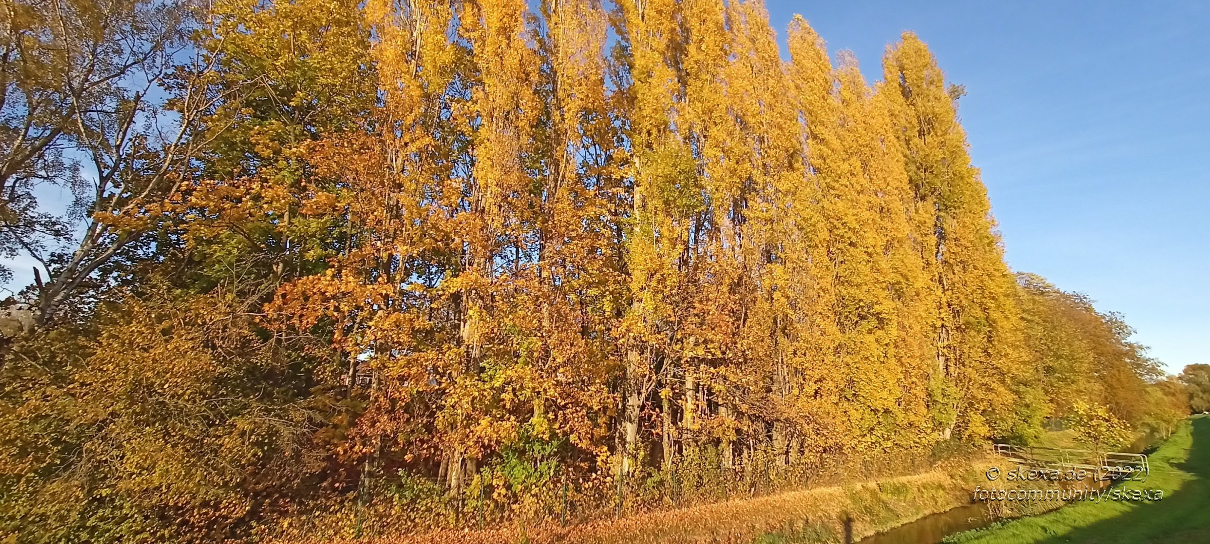 Herbstlich leuchtende Pappeln am Mühlengraben