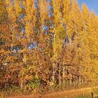 Herbstlich leuchtende Pappeln am Mühlengraben