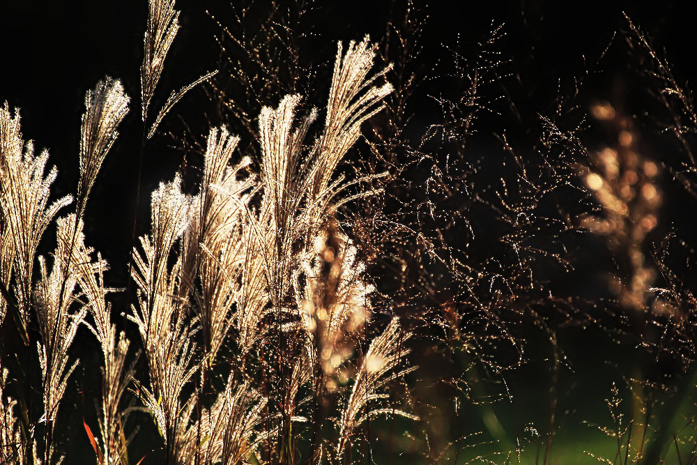 Herbstlich leuchtendes Schilf.