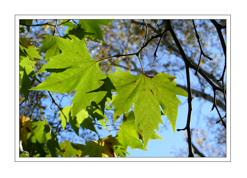 Herbstlich ll