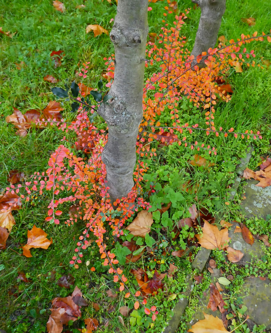 Herbstlich noch im Dezember