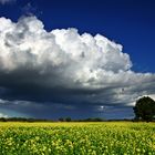 Herbstlich (oder kein Frühling ! )