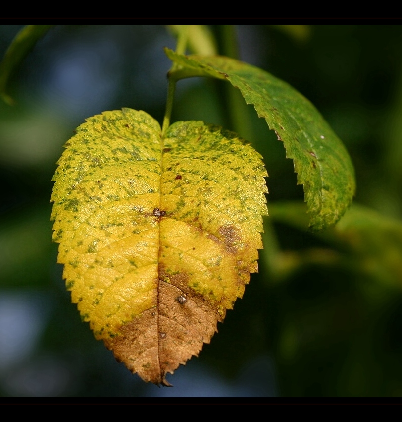 herbstlich [reload]