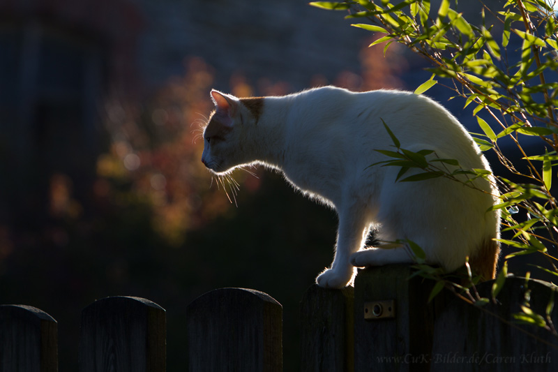 herbstlich t