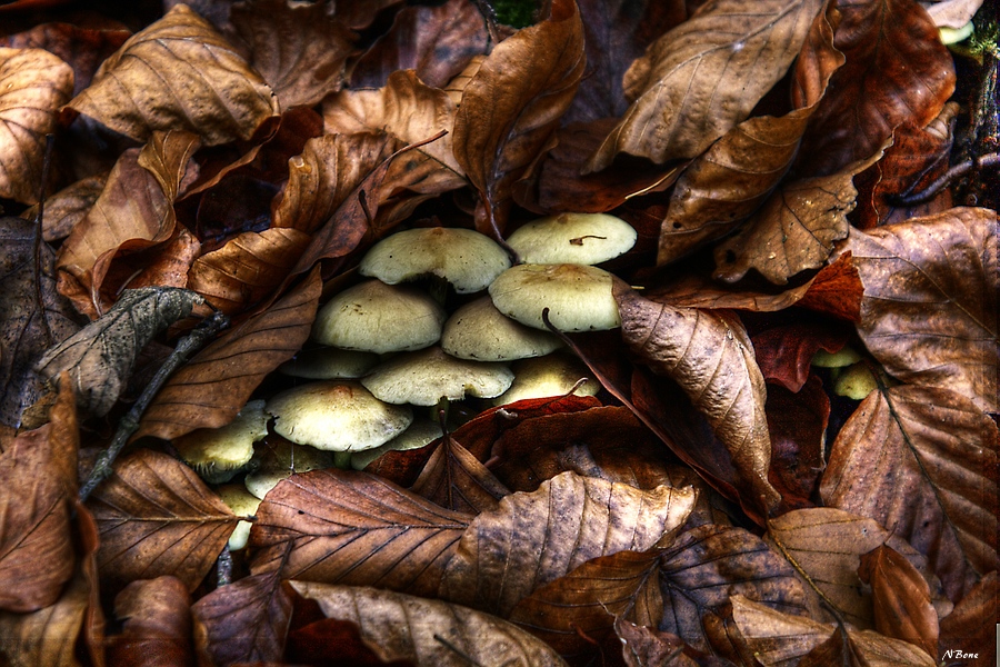 herbstlich umhüllt