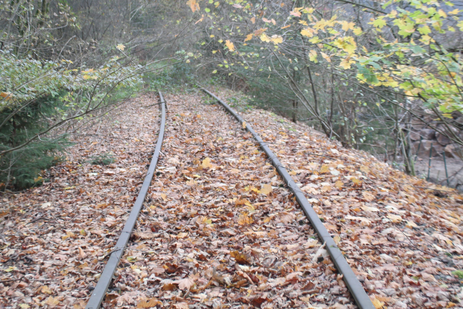 Herbstlich und zugewachsen