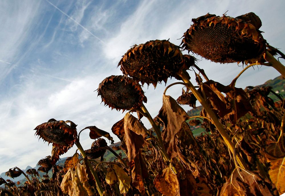 ... herbstlich V ...