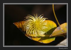 herbstlich verblühte Clematis