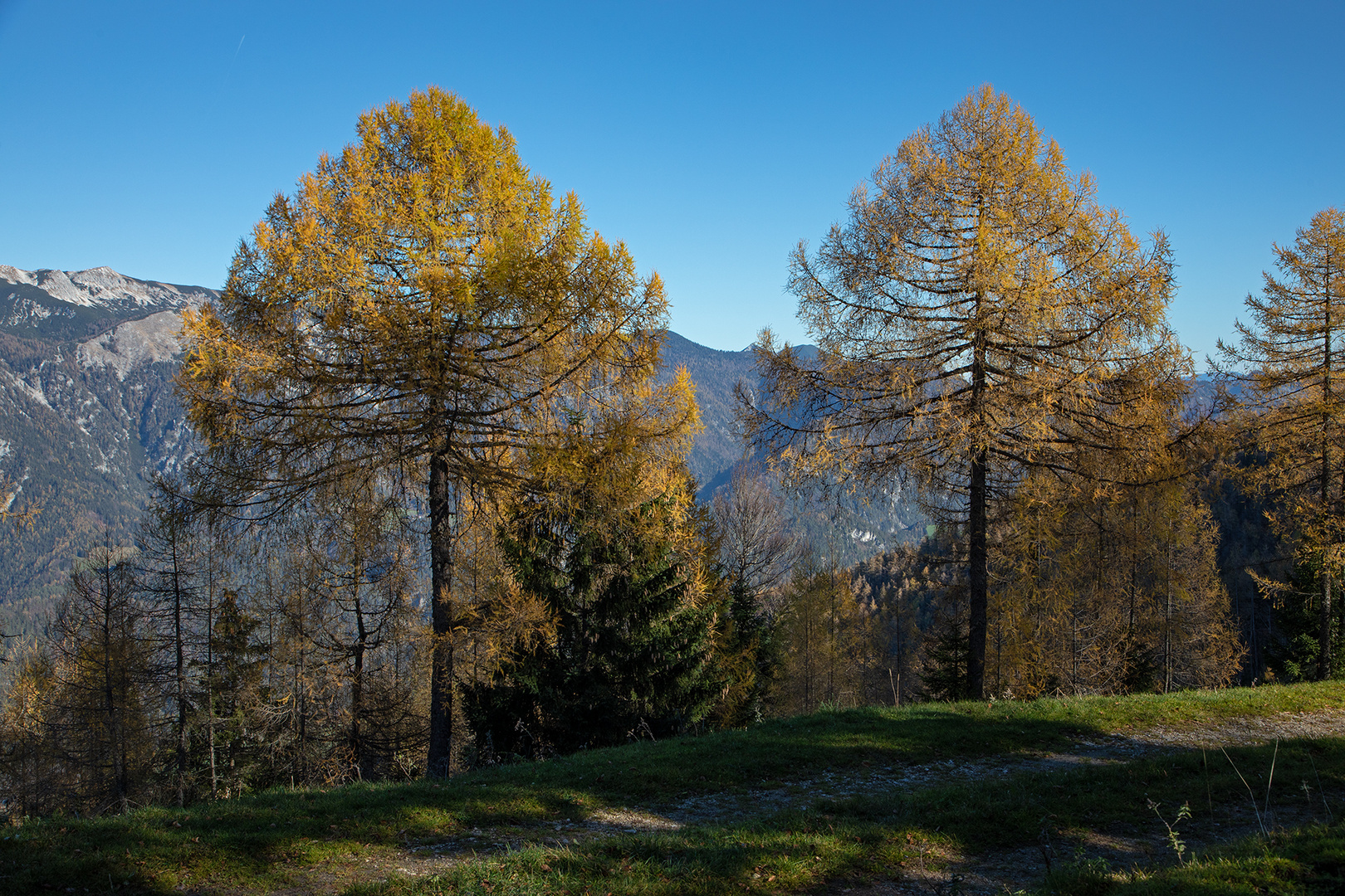 herbstlich verfärbte Lärchen