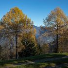 herbstlich verfärbte Lärchen