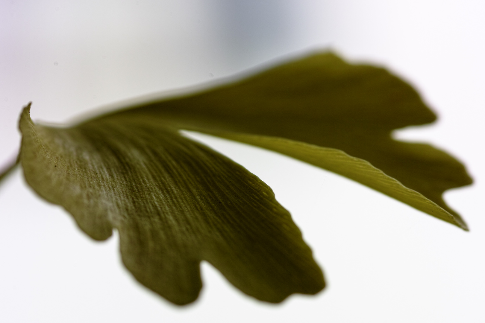 Herbstlich verfärbtes Gingkoblatt