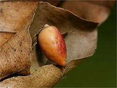 Herbstlich verpackt